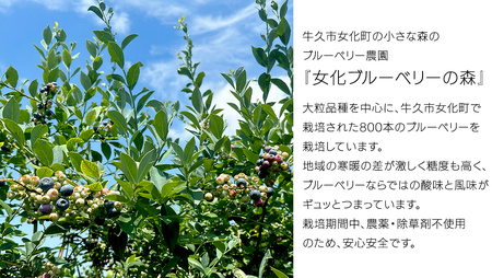 《 先行予約 》【 訳あり 】 ブルーベリー 大小不揃い 約 1kg 【2024年6月下旬頃より発送開始】訳アリ B品 お得 甘い 甘酸っぱい 産地直送 おやつ デザート ジャム スムージー