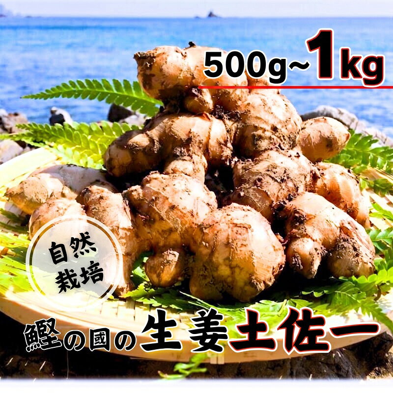 【ふるさと納税】 生姜 500g~1kg 国産 高知県 土佐 生 土付き 薬味 野菜 根菜 常温 スパイス スパイシー からい しょうが ショウガ ジンジャー 生姜焼き しょうがやき しょうが焼き 漬物 薬味 自然 料理 生姜湯 新鮮 高知 中土佐町