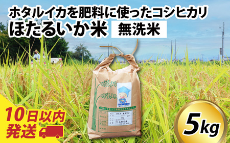 【訳あり】ほたるいか米（無洗米５kg）【通年発送】