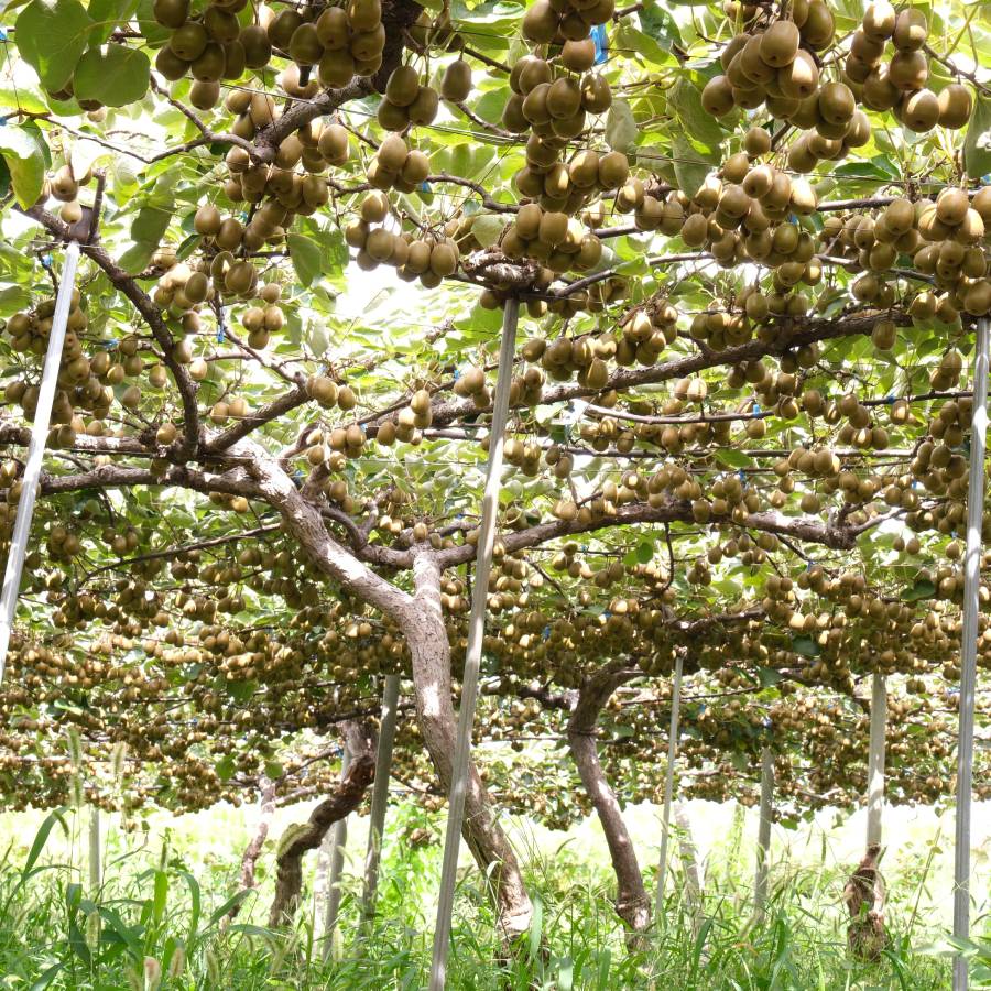 ＜Bonchi＞完熟レッドキウイ  1.6kg(21~24個入)