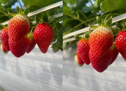 完熟 朝摘み いちご 2種お届け いちご