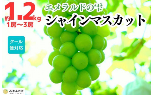 
                  シャインマスカット 有田巨峰村 1.2kg ( 1房 ～ 3房 ) 和歌山県産  【みかんの会】
                