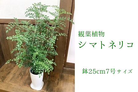 066-07 【4月以降(九州地方から)発送】観葉植物 シマトネリコ1鉢