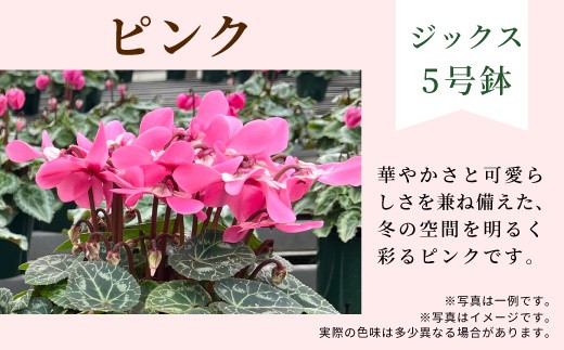 【カラー：ピンク】 農林水産大臣賞受賞  愛知県産 シクラメン ５号鉢 ジックス 花  プレゼント 贈り物 鉢花 鉢 ガーデン ガーデニング 高品質 クリスマス -281