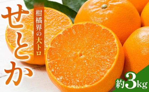 柑橘界の大トロ！せとか　約3kg