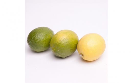 ＜9月より発送＞厳選 黒潮レモン5kg+150g（傷み補償分）【和歌山有田産】【防腐剤・WAX不使用、安心の国産レモン】 ※北海道・沖縄・離島への配送不可 /レモン れもん 柑橘 フルーツ 果物 果実
