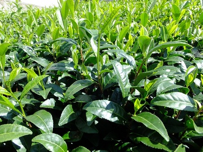 【新茶 5本】先行予約 2027年度産 新茶 5本 お茶 静岡 日本茶 飲料  茶葉 小栗農園 牧之原市 静岡県
