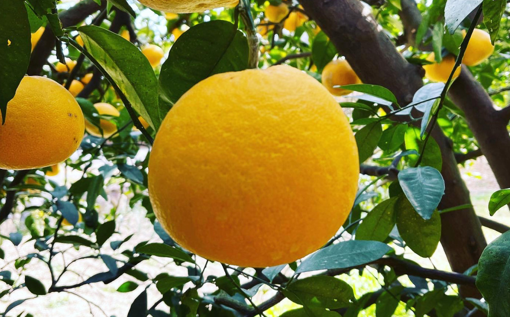 【訳あり】 河内晩柑 10kg 【えひめの町（超）推し！（愛南町）】（569-1）