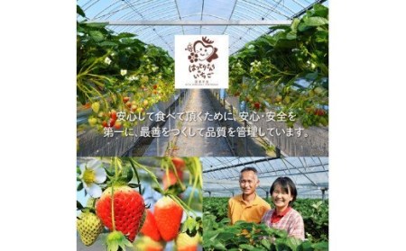 0241N_はっとりさんちのいちごジェラート！贅沢8個セット