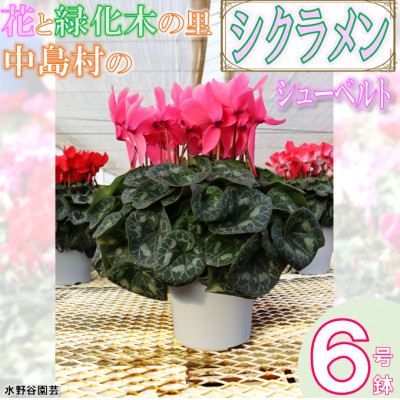 【先行予約】シクラメン6号鉢(シューベルト)　水野谷園芸【配送不可地域：離島・沖縄】【1494352】
