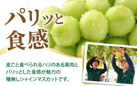 【先行予約】【数量限定】永平寺町産 シャインマスカット 1房　約500g 【2026年8月中旬より順次発送】