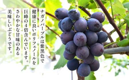 高級ぶどう・シャインマスカット＆ナガノパープル 2房セット《化粧箱入り》【2025年8月下旬～2025年9月上旬発送予定】2種類 食べ比べ フルーツ くだもの ブドウ ぶどう マスカット