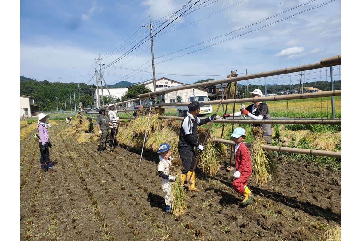 2025年産 京丹後産稲作発祥の地コシヒカリ特別栽培米 月の輪田米 精米5kg（天日干し）　WK00002