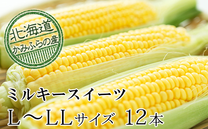 
朝採りとうもろこし【ミルキースイーツ】L～LL 10本セット≪北海道上富良野町産≫
