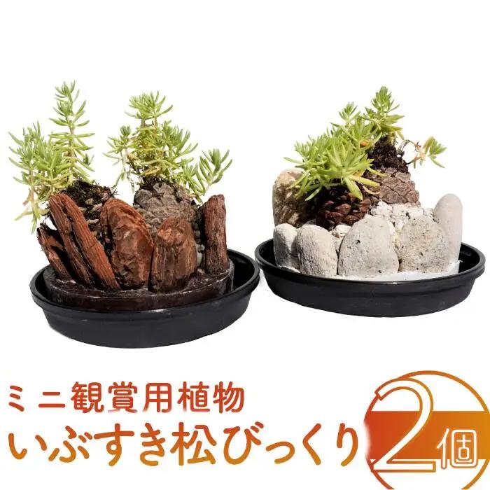 ミニ観賞用植物 いぶすき松びっくり2個 ほーぷ IB089-001 観葉植物 観葉植物