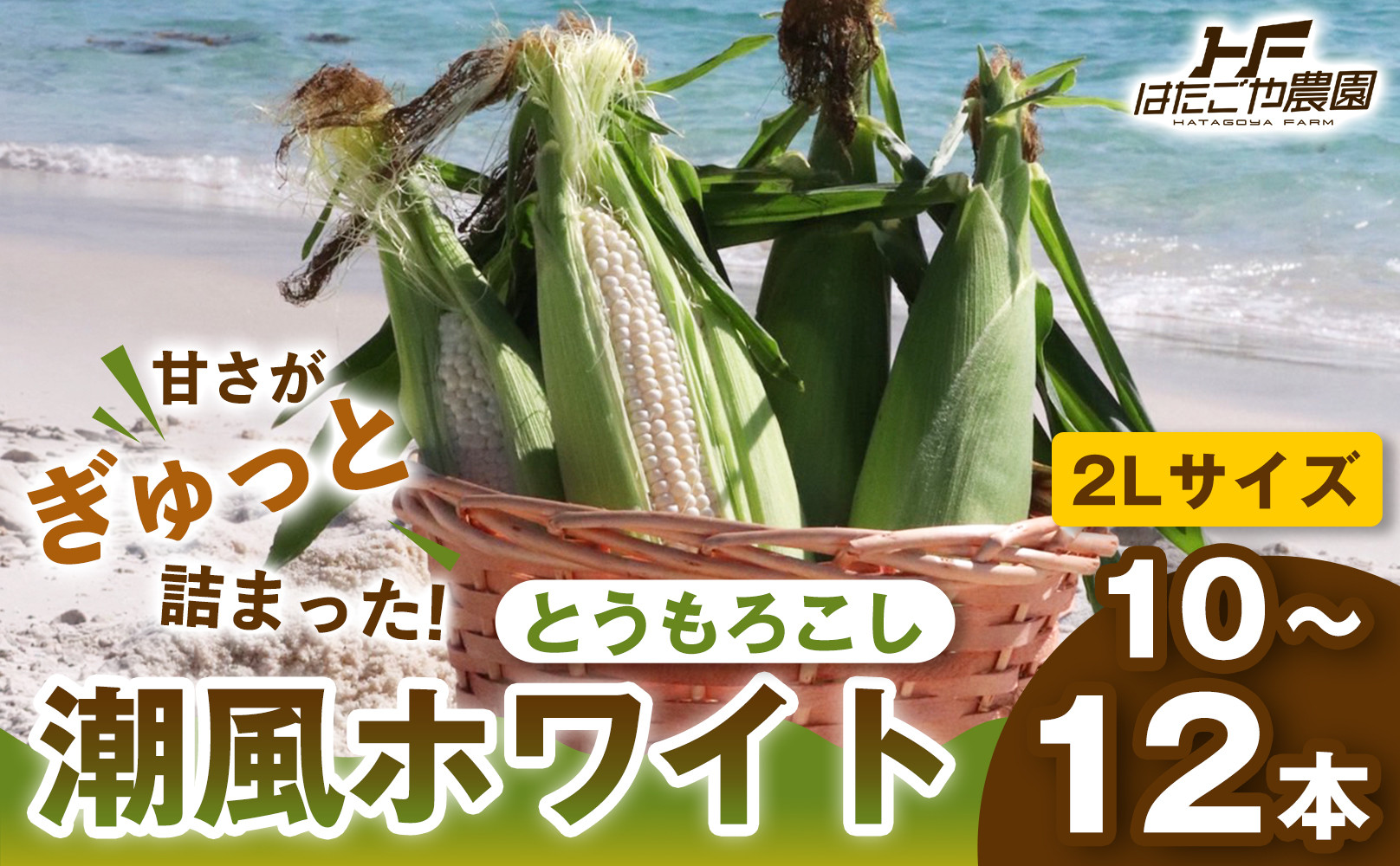 ［2027年発送 先行予約 夏の味覚］潮風ホワイト 2Lサイズ 10～12本 とうもろこし トウモロコシ 白 コーン とうもろこし BBQ 焼き肉 白浜町 304018_ET02