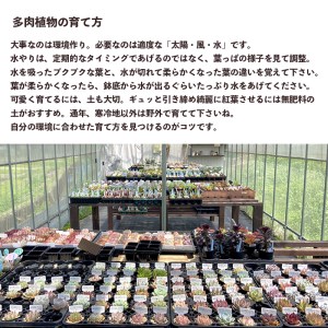 多肉植物 エケベリア おまかせセット 5種類 セット 観葉植物 【10月から5月まで発送】 多肉ポット 多肉エケベリア お任せ多肉 多肉5種類 多肉セット 可愛い多肉 多肉植物セット お任せ多肉セット