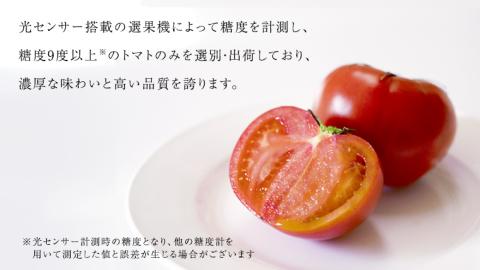 スーパーフルーツトマト てるて姫 中箱 約1.2kg × 1箱  糖度9度以上とPREMIUMドレたれセット  ( 2024年2月上旬発送開始 )  桜川市 茨城県桜川市 [BC077sa]