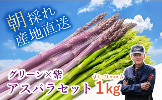 【先行予約】 グリーン × 紫アスパラ セット 1kg / 各500g ( L~2L ) 夏芽 アスパラガス アスパラ グリーンアスパラ 夏アスパラ ひこねアスパラ 朝採 新鮮 春野菜 夏野菜 野菜 やさい 滋賀 彦根