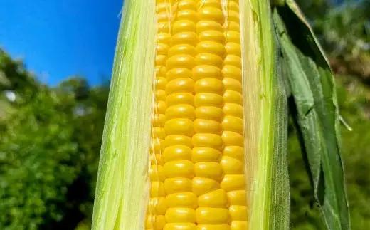 熊本県産 スイートコーン ミルキースイーツ 約5kg とうもろこし やさい 野菜 トウモロコシ【2027年6月上旬から7月上旬発送予定】