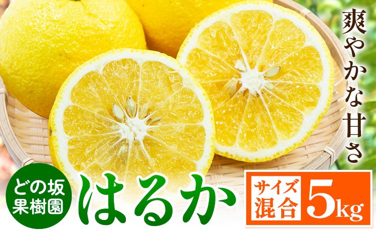 みかん はるか 約 5kg サイズ混合 どの坂果樹園《2027年3月上旬-5月下旬頃出荷》 和歌山県 日高町 はるか 旬 柑橘 フルーツ 果物---wsh_dsk8_ab35_24_11000_5kg---