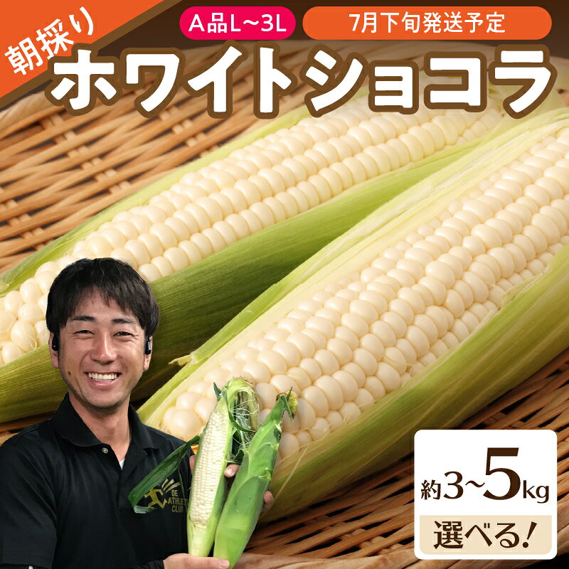 【ふるさと納税】 《先行受付》朝採りホワイトショコラ 選べる内容量 約3kg～約5kg・A品L～3L 【2026年7月下旬頃～発送予定】【山形とうもろこし・大江町産・明石農園】とうもろこし トウモロコシ スイトコーン 産地直送