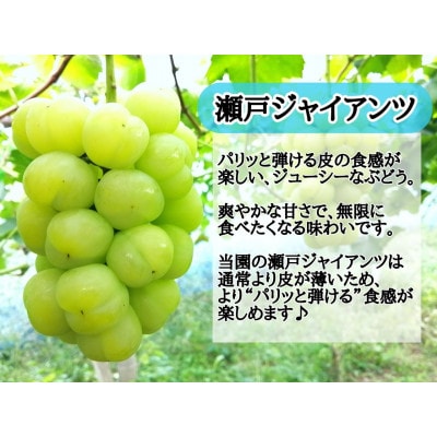 【2025年先行受付】お試し　朝採り新鮮!人気ぶどう瀬戸ジャイアンツ1房　500g以上【配送不可地域：離島】