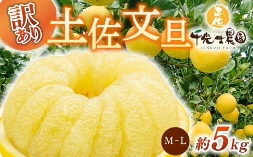 【 先行予約受付 】【 R9年発送 】 土佐文旦 M~L 約5kg 訳あり ぶんたん ワケあり 果物 柑橘 みかん 高知県 特産品 贈答用 ギフト 家庭用 フルーツ 旬 季節 果実 お取り寄せ 千光士農園 南国土佐 プリプリ 爽やか 酸味 甘い 果汁 食感 2月 3月 4月 冬 春 13玉 14玉 15玉 16玉 安芸市 高知県