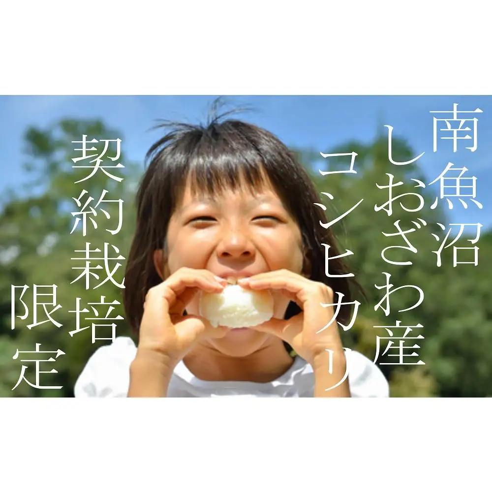 【令和8年産　新米予約】定期便12ヶ月：精米5Kg 契約栽培限定 南魚沼しおざわ産コシヒカリ【定期便 銘柄米 ブランド米 精米 こしひかり コシヒカリ 魚沼産 新潟米 ごはん】【2026年10月上旬か