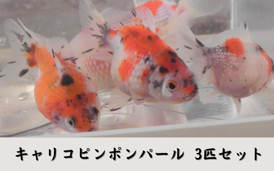 
            【先行予約】キャリコピンポンパール 3匹セット 新潟県 五泉市 有限会社エンドウ酒店 （令和７年10月以降順次発送）
          