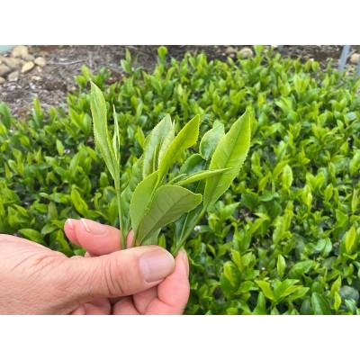 ふるさと納税 牧之原市 【2026年先行予約】静岡牧之原茶「新茶」初摘 計300g(100g×3本) |  | 01