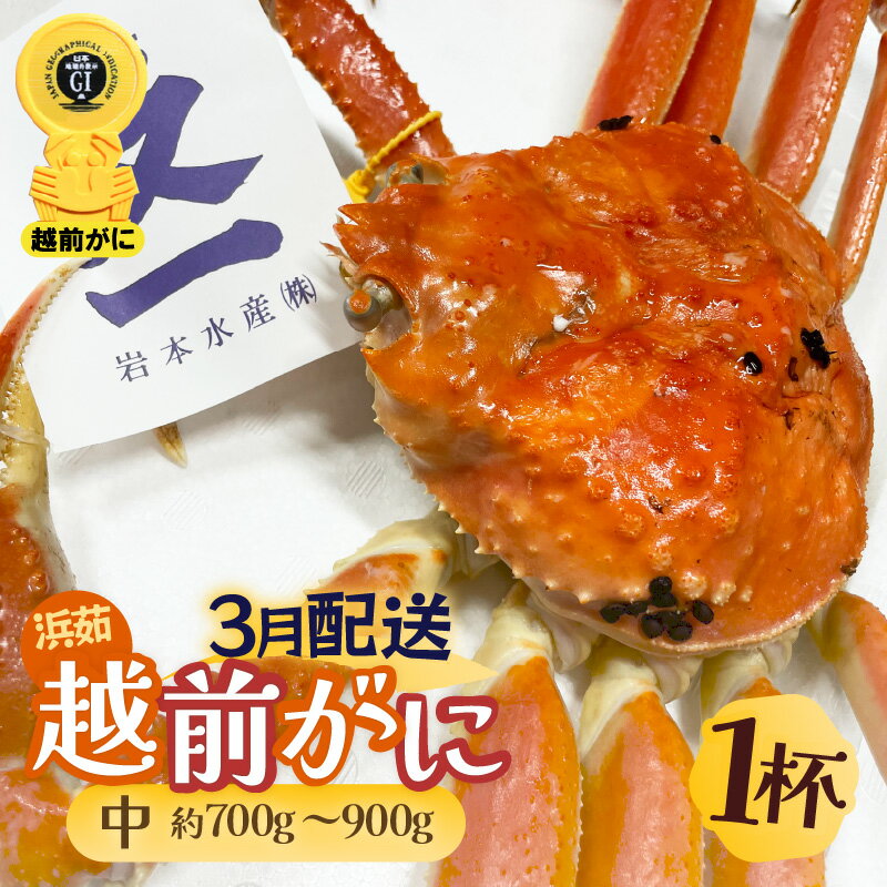 【ふるさと納税】≪浜茹で≫越前がに 中サイズ（生で約700〜900g） × 1杯 越前蟹の印 タグ付きでお届け【雄 ズワイガニ 越前ガニ 姿 ボイル 冷蔵 かに カニ 蟹 福井県】【3月発送分】希望日指定可 備考欄に希望日をご記入ください [e72-x002_03]
