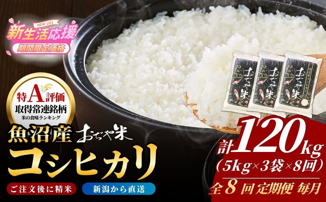 
                  【8か月定期便 コシヒカリ】 令和7年産 新潟県 魚沼産コシヒカリ「おぢや米」合計120kg(5kg×3袋×毎月お届け全8回) JA魚沼 | 新潟産コシヒカリ 特A評価 魚沼産 新潟県産コシヒカリ 新潟県産こしひかり 魚沼コシヒカリ お米 米 こしひかり 白米 精米 ブランド米 特A評価地区【0002-JA24DB00】
                