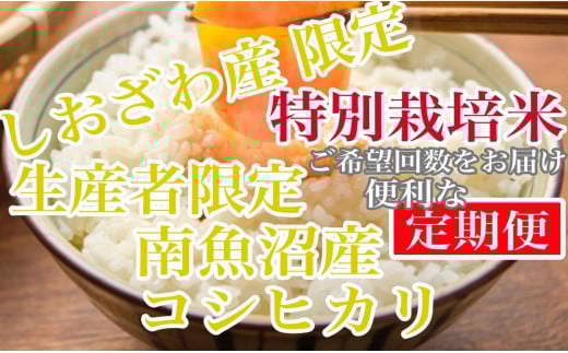 
            【令和7年産】【定期便8kg×3ヶ月】特別栽培 しおざわ産限定 生産者限定 南魚沼産コシヒカリ【2025年10月上旬より順次発送予定】
          