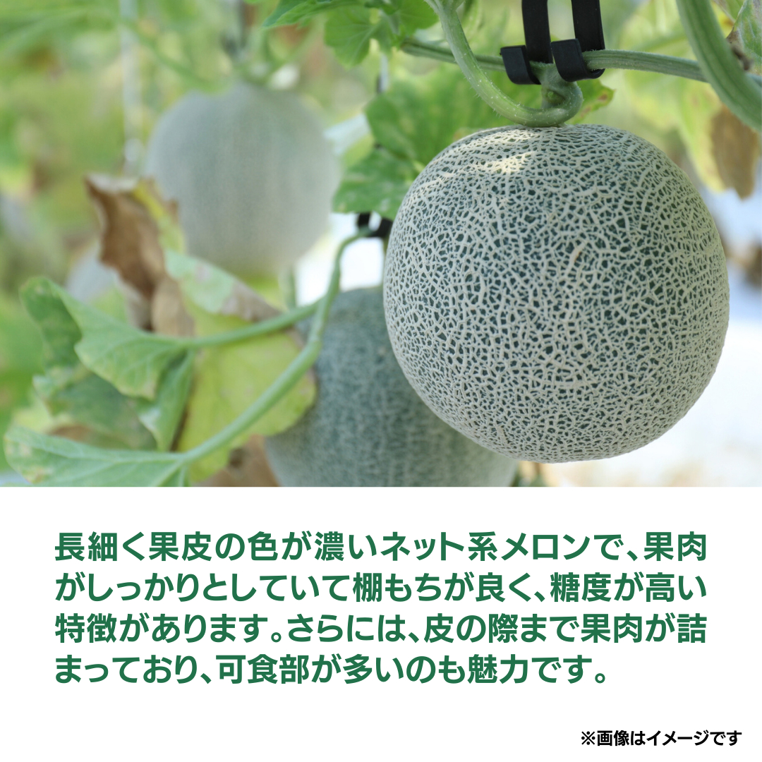 《 先行予約 》茨城県産 タカミ メロン 3L 4玉 ( 約 4.5kg ) 【 2025年発送 】 タカミメロン たかみメロン 果物 フルーツ 青肉 めろん 大玉 3Lサイズ 期間限定 旬 国産 貴