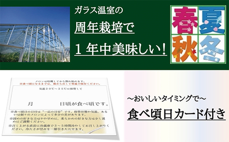 メロン 定期便 6ヶ月 クラウンメロン 白 １玉【配送不可：離島】