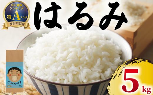 新米 先行予約 特Aランク 米 はるみ 5kg 令和7年 10月以降 順次発送 こめ 令和7年度産 甘い ツヤ キヌヒカリ コシヒカリ こしひかり しんまい kome ※ お米 白米 ご飯 ごはん 弁当 お弁当 おにぎり はくまい 精米 ブランド米 湘南生まれ 農家直送 数量限定 産地直送 西山農園 神奈川 湘南 藤沢