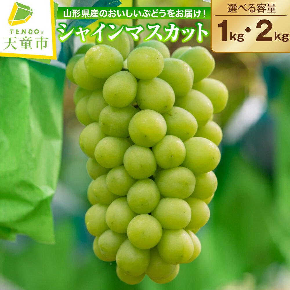 【ふるさと納税】 ぶどう ( シャインマスカット ) 1kg / 2kg 山形県産 ぶどう ブドウ 葡萄 果物 フルーツ 秀品 1房;500g以上 ご家庭用 のし 贈答 ギフト プレゼント おすそ分け 旬 秋 期間限定 冷蔵便 送料無料 先行予約 【 山形県 天童市 】