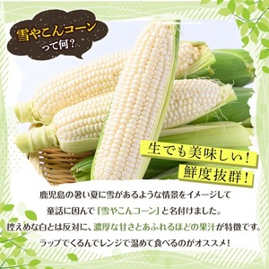 訳あり！白いとうもろこし「あられやこんコーン」(6本) 国産 トウモロコシ 玉蜀黍 ホワイト コーン 野菜 糖度 夏 イネ科 数量限定 期間限定 訳アリ 旬 【うとさんち】akn067-14