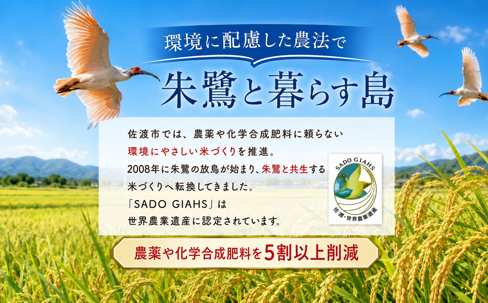 佐渡産コシヒカリ 精米5kg 在来種 