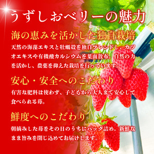 いちご 苺 6パック 1.2kg 2026年1月～4月末まで発送 うずしおベリー 果物 フルーツ デザート