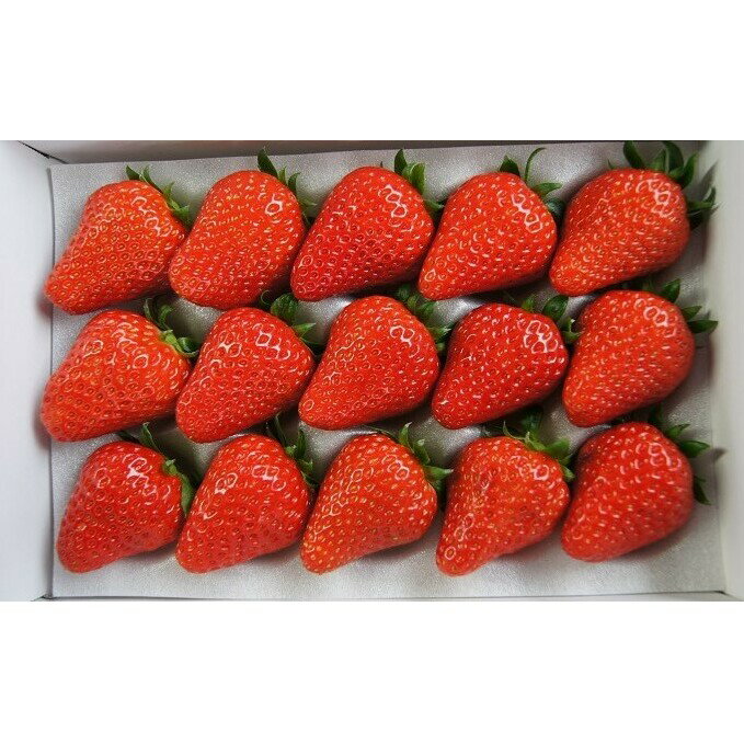 【ふるさと納税】とりかいさん家のいちご園　紅ほっぺ　果物類・いちご・苺・イチゴ　お届け：2026年1月下旬～3月下旬まで