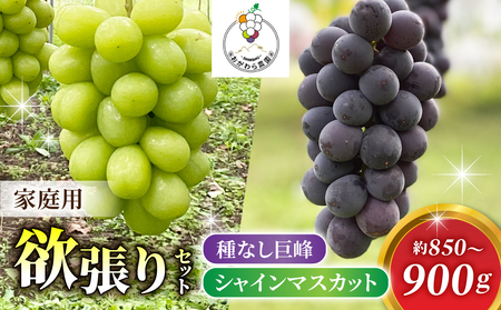 2026年先行受付【おがわら農園】家庭用欲張りセット！（シャインマスカット1～2房・種無し巨峰1～2房）約850～900g※2026年9月上旬以降発送予定 シャインマスカットシャインマスカットシャインマスカットシャインマスカットシャインマスカット