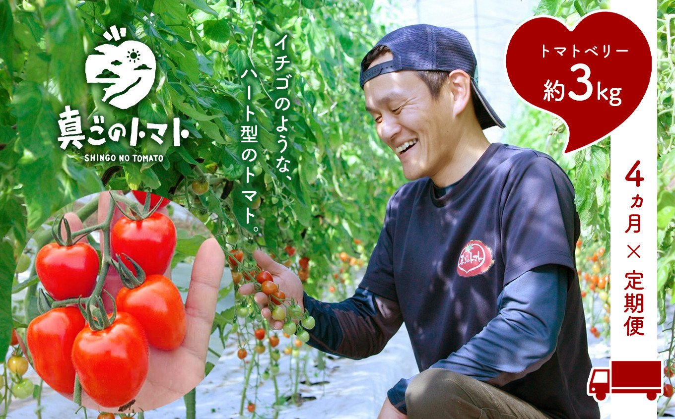 
【 定期便 】 坂本農園 の ミニトマト ・ トマトベリー ( 3kg × 4ヶ月 ) | 野菜 やさい トマト ハート 熊本県 玉名市 定期
