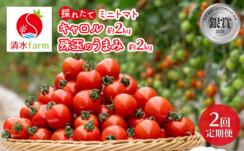 【2027年発送】●2回定期便● 富良野産 採れたて直送! 「ミニトマト キャロル10・珠玉のうまみ 」各2kg (清水farm) アスパラ アスパラガス トマト ミニトマト とまと 野菜 新鮮 季節限定 北海道 富良野 ふらの