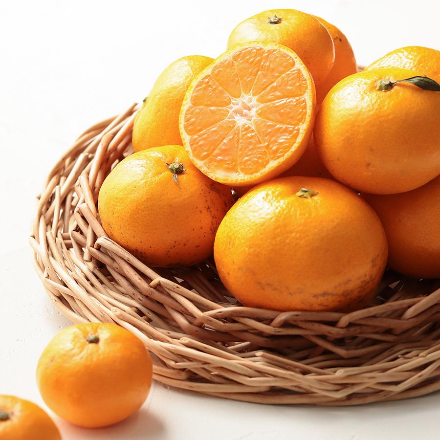 【もったいない！を食べよう】＜木負観光みかん園＞寿太郎10kg