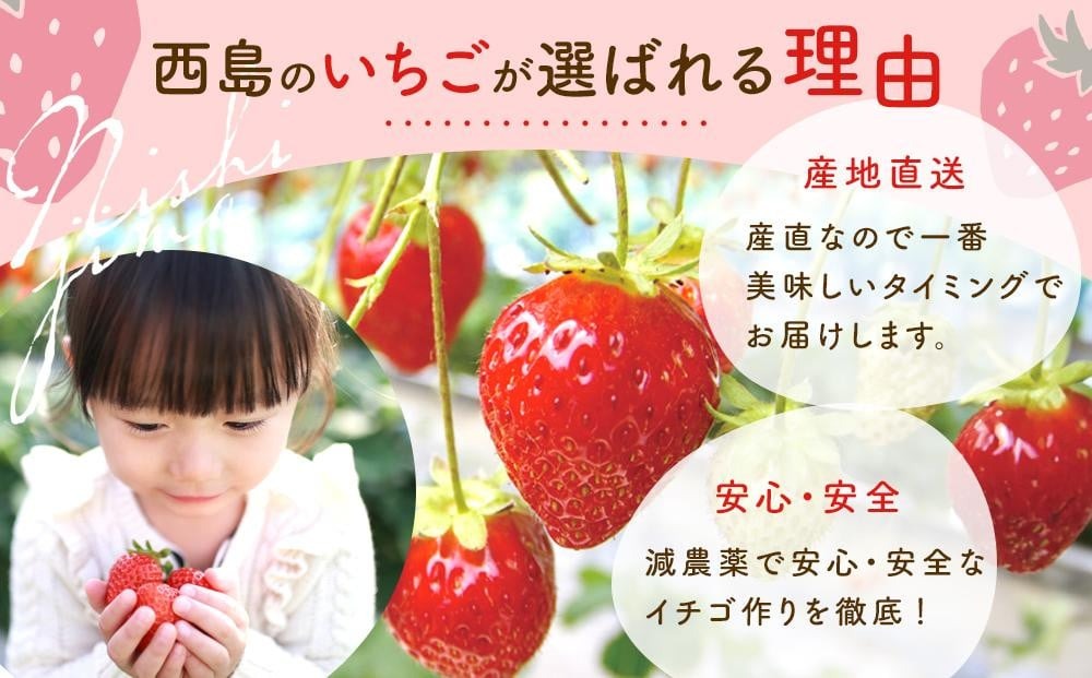 【先行予約】高知県南国市産／いちご（2027年1月〜発送）イチゴ 苺 フルーツ くだもの デザート 高評価 厳選 高級 ギフト 贈り物 人気 おすすめ