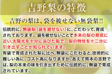 【先行予約】熊本県氷川町産 吉野梨秋麗 約5kg(14～16玉前後) 《8月中旬-9月上旬頃出荷》 JAやつしろ梨部会