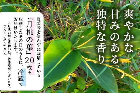 自然栽培の「月桃の葉20枚」セット（特別栽培、栽培期間中農薬不使用）【 沖縄県石垣市 沖縄 石垣 石垣島 石垣島産 月桃 葉 鑑賞 農薬不使用 化学肥料不使用 離島のいいもの 沖縄いいもの石垣島 】O