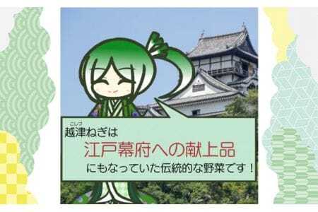 越津ねぎ　約5kg ／ 野菜 国産 伝統野菜 甘み 柔らかい ネギ 送料無料 愛知県 No.142